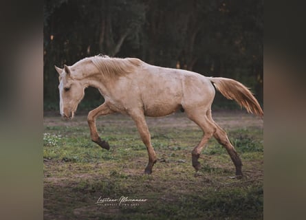 Lusitano, Ogier, 2 lat, 165 cm, Izabelowata