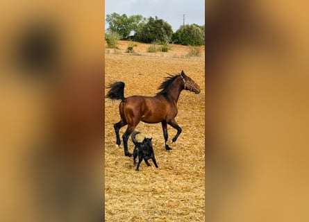Lusitano, Ogier, 2 lat, 165 cm, Kasztanowata