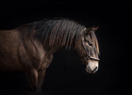 Lusitano, Ogier, 3 lat, 153 cm, Jelenia