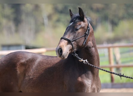 Lusitano, Ogier, 3 lat, 155 cm