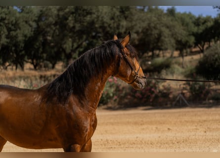 Lusitano, Ogier, 3 lat, 159 cm, Jelenia
