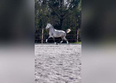 Lusitano, Ogier, 3 lat, 160 cm, Siwa