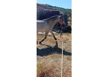 Lusitano, Ogier, 3 lat, 161 cm, Siwa