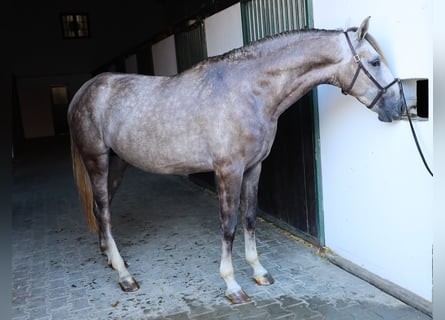 Lusitano, Ogier, 3 lat, 161 cm, Stalowosiwy