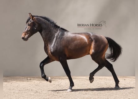Lusitano Mix, Ogier, 3 lat, 162 cm, Gniada