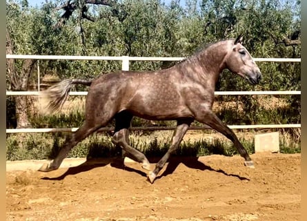 Lusitano, Ogier, 3 lat, 162 cm, Siwa