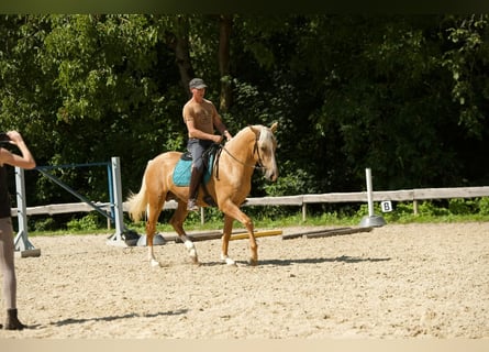Lusitano, Ogier, 3 lat, 163 cm, Izabelowata