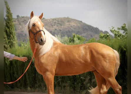Lusitano, Ogier, 3 lat, 164 cm, Izabelowata