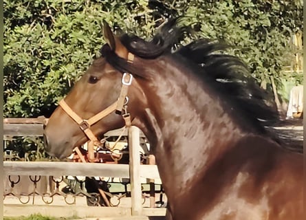 Lusitano, Ogier, 3 lat, 165 cm, Kasztanowata