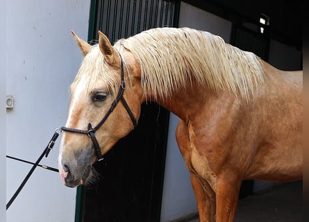 Lusitano, Ogier, 3 lat, 170 cm, Izabelowata