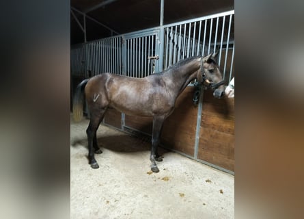 Lusitano, Ogier, 3 lat, Siwa