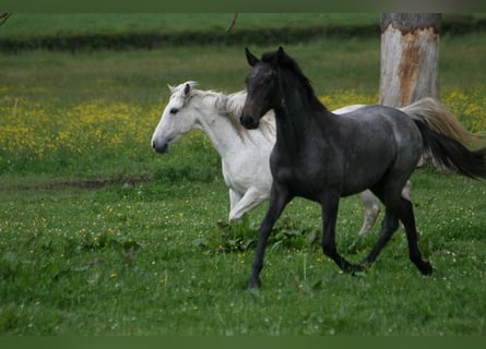 Lusitano, Ogier, 3 lat, Siwa