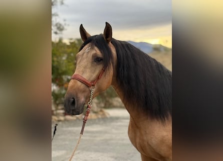 Lusitano, Ogier, 4 lat, 160 cm, Jelenia