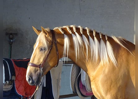 Lusitano, Ogier, 4 lat, 162 cm, Izabelowata