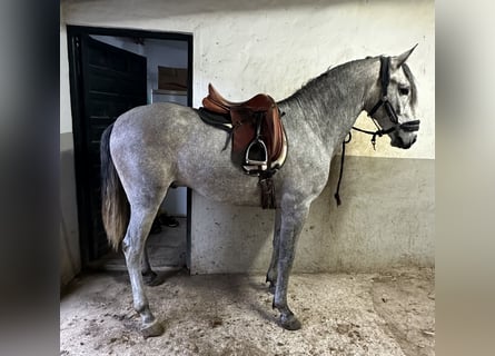 Lusitano, Ogier, 4 lat, 162 cm, Siwa