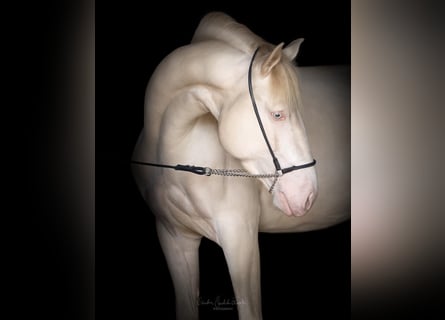 Lusitano, Ogier, 4 lat, 163 cm, Cremello