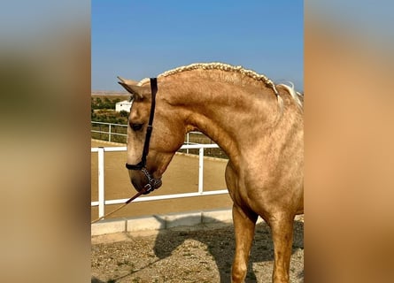 Lusitano, Ogier, 4 lat, 163 cm, Izabelowata