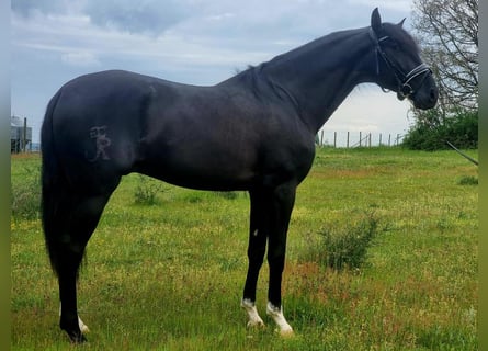 Lusitano, Ogier, 4 lat, 163 cm, Kara
