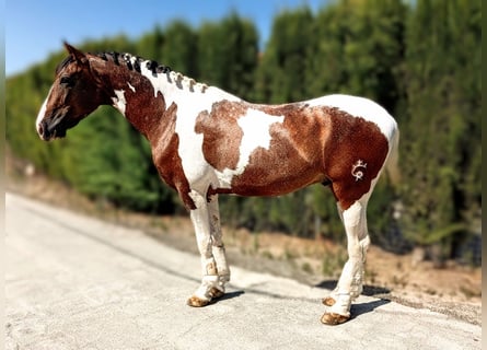 Lusitano Mix, Ogier, 4 lat, 163 cm, Srokata