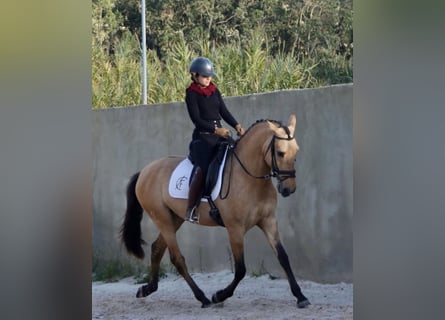 Lusitano, Ogier, 4 lat, 166 cm, Bułana