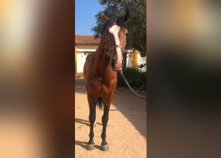 Lusitano, Ogier, 4 lat, 166 cm, Gniada