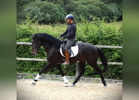 Lusitano, Ogier, 4 lat, 168 cm, Ciemnogniada