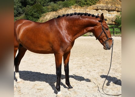 Lusitano, Ogier, 4 lat, 168 cm, Gniada