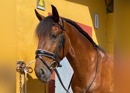 Lusitano Mix, Ogier, 4 lat, 170 cm, Gniada