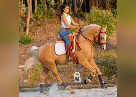 Lusitano Mix, Ogier, 4 lat, 170 cm, Izabelowata