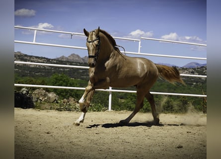 Lusitano Mix, Ogier, 4 lat, 170 cm, Perłowa