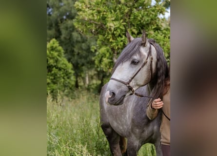 Lusitano, Ogier, 5 lat, 156 cm, Siwa jabłkowita