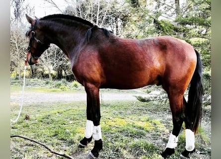 Lusitano, Ogier, 5 lat, 158 cm, Gniada