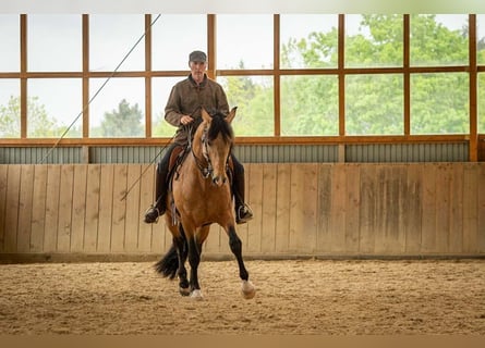 Lusitano, Ogier, 5 lat, 158 cm, Jelenia