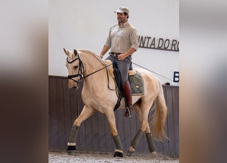 Lusitano, Ogier, 5 lat, 159 cm, Izabelowata
