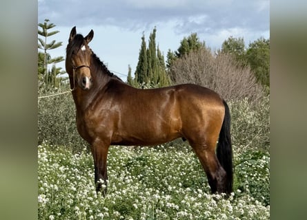 Lusitano, Ogier, 5 lat, 160 cm, Jelenia