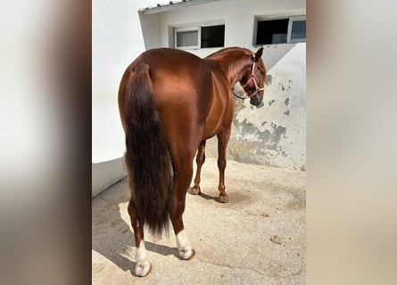 Lusitano, Ogier, 5 lat, 165 cm, Cisawa