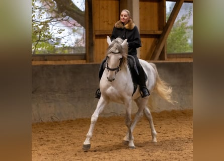 Lusitano, Ogier, 5 lat, 168 cm, Siwa