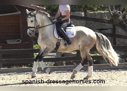 Lusitano, Ogier, 6 lat, 162 cm, Siwa