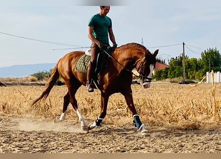 Lusitano, Ogier, 6 lat, 164 cm, Kasztanowata