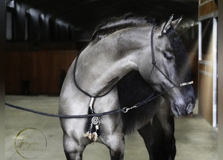 Lusitano Mix, Ogier, 6 lat, 166 cm, Grullo