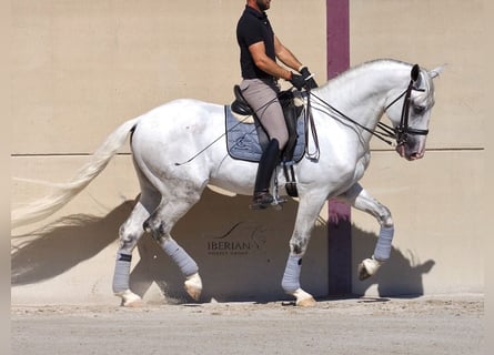 Lusitano, Ogier, 6 lat, 168 cm, Siwa