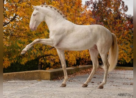 Lusitano, Ogier, 7 lat, 160 cm, Perlino