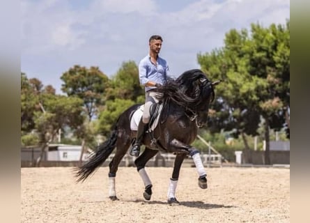 Lusitano, Ogier, 7 lat, 163 cm, Ciemnogniada