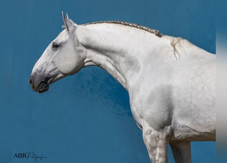 Lusitano, Ogier, 7 lat, 164 cm, Siwa