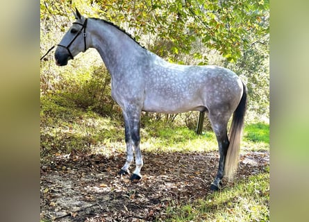 Lusitano, Ogier, 7 lat, 165 cm, Siwa