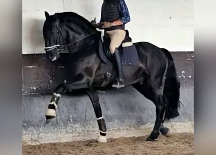 Lusitano, Ogier, 7 lat, 169 cm, Kara