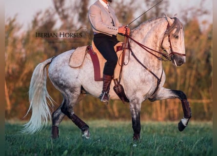 Lusitano, Ogier, 8 lat, 158 cm, Siwa