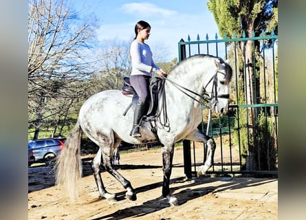 Lusitano, Ogier, 8 lat, 160 cm, Siwa