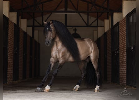 Lusitano Mix, Ogier, 8 lat, 165 cm, Grullo