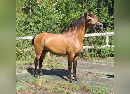 Lusitano, Ogier, 9 lat, 150 cm, Bułana